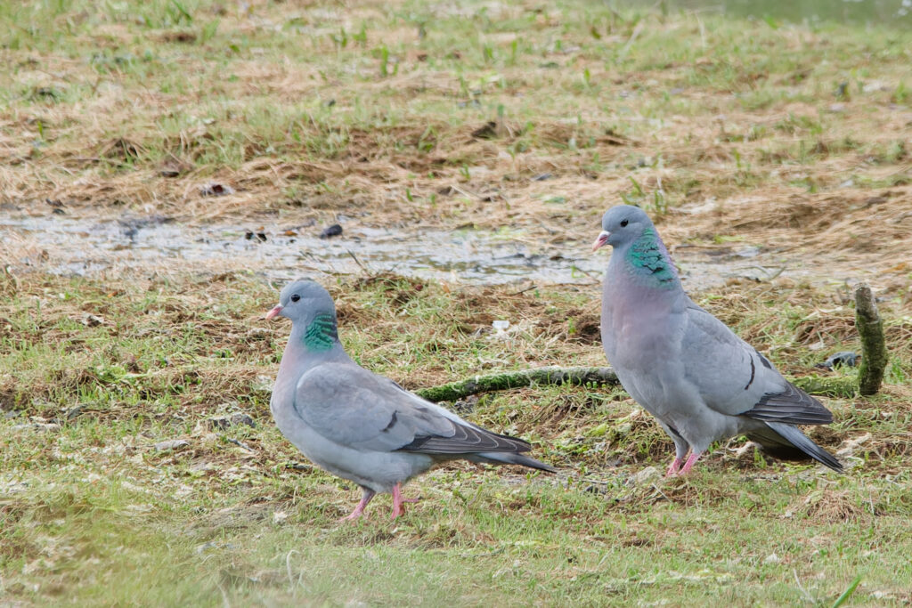 Photo of Stock Dove